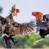 Các giống gà chọi: Nguồn gốc, cách phân biệt gà chọi cho sư kê